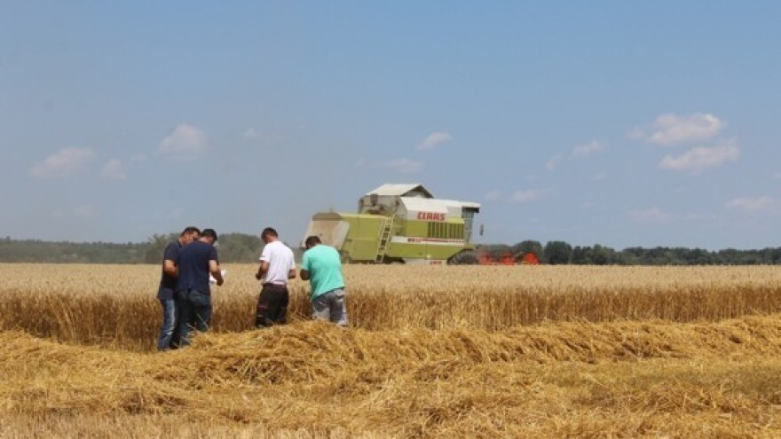 Pšenicu ne prodaju - već predaju zbog duga!