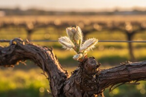 Koja zaštita je potrebna vinovoj lozi u travnju?