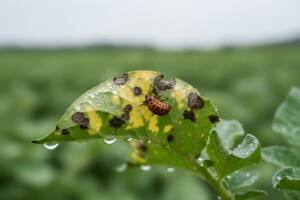 Koje bolesti prijete krumpiru?