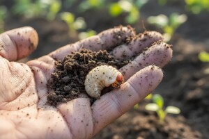 Koji su najznačajniji štetnici povrtnih kultura?