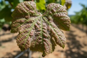 Koji su simptomi erinoze i akarinoze?