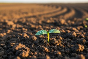 Kojim se agrotehničkim mjerama boriti protiv suše na oranicama