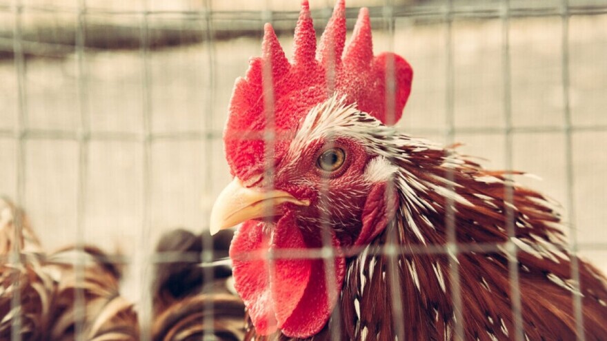 Žrtva lažne vijesti: Farmer uništio kokoši i jaja vrijedne gotovo 800.000 dolara