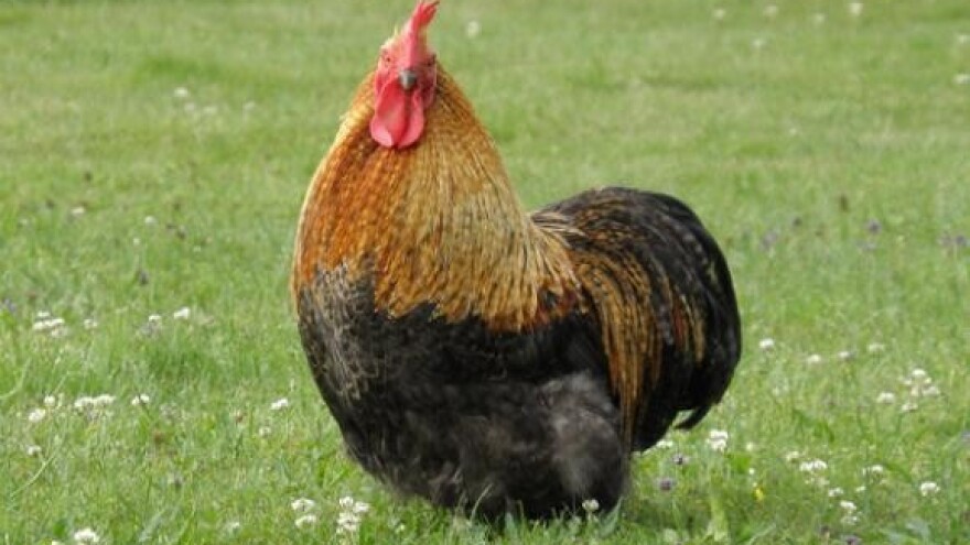 Propast Poljoprerade zbog atraktivne zemlje