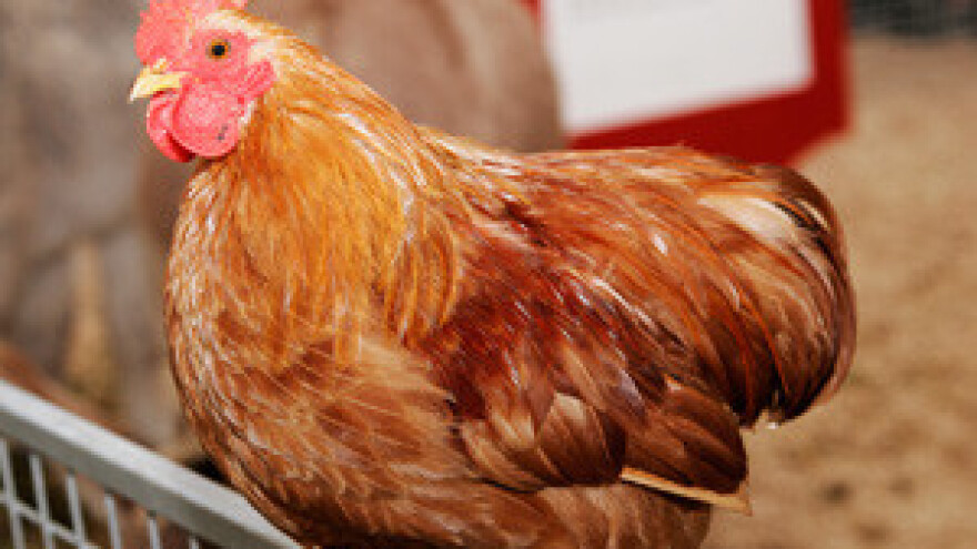 Što će biti s pekmezom i kokama kad uđemo u EU?