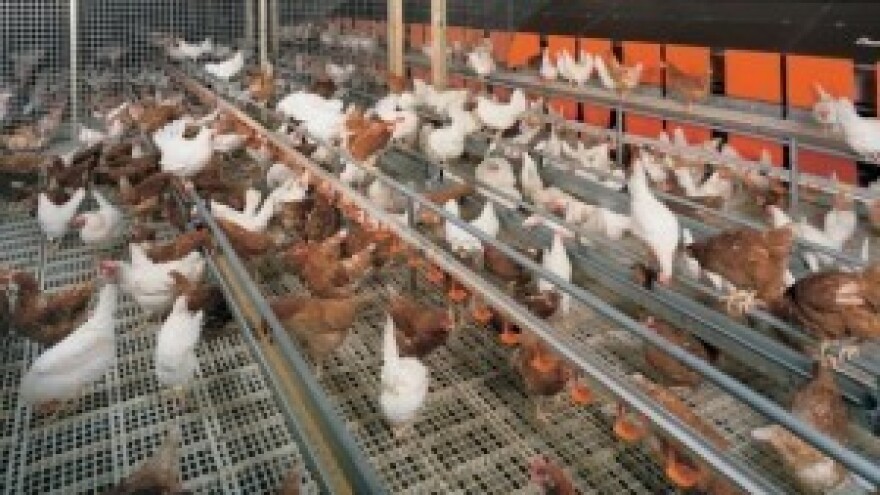 Za izgradnju peradarnika 3,3 milijuna kuna