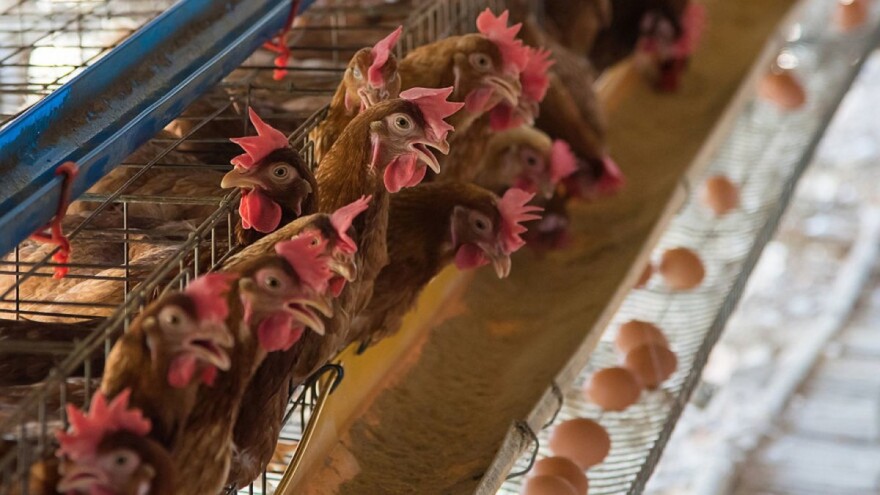 Češka zabranjuje kavezni uzgoj nesilica, primjer slijede i druge zemlje EU?