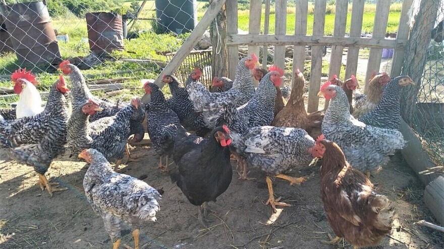 Preventivnim merama zaštitite živinu od salmonele