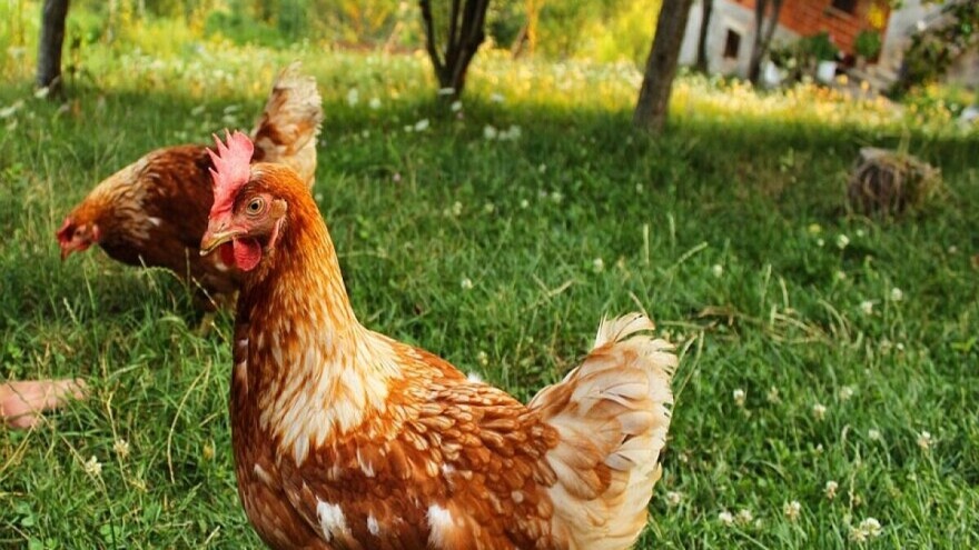 Biljke toksične za kokoške, mogu da uzrokuju i smrt