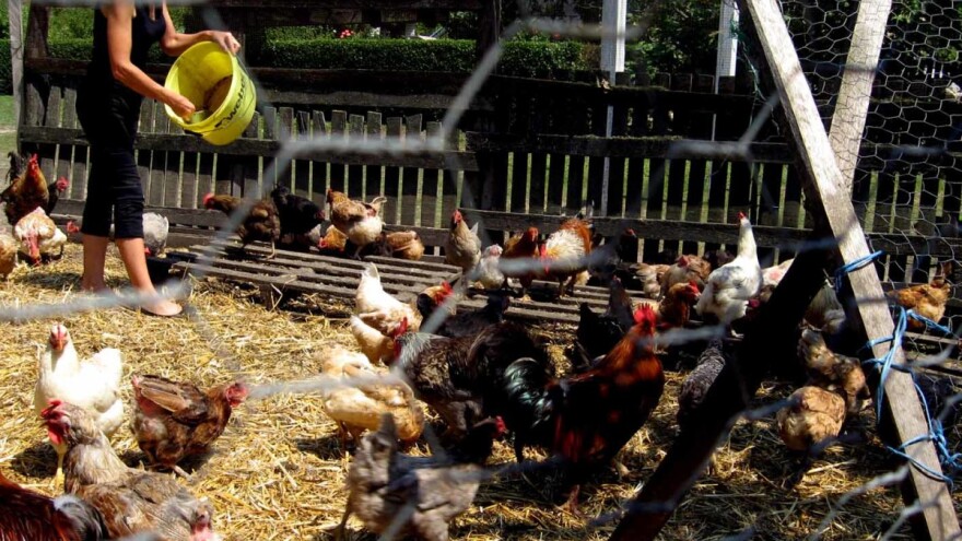 Beli luk i jabukovo sirće umesto antibiotika