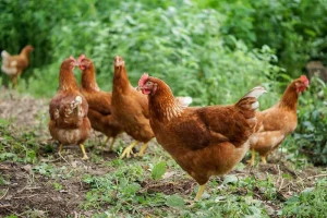 InsectoSec® za suzbijanje tekuti i ostalih parazita na ekološki prihvatljiv način