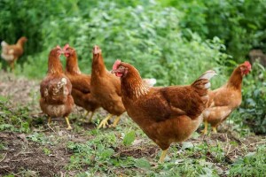 InsectoSec® za suzbijanje tekuti i ostalih parazita na ekološki prihvatljiv način