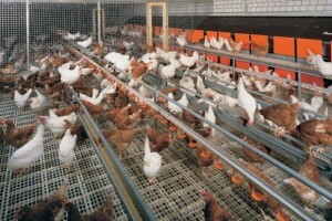 OPG Pivac - uzgoj koka nesilica po standardima EU