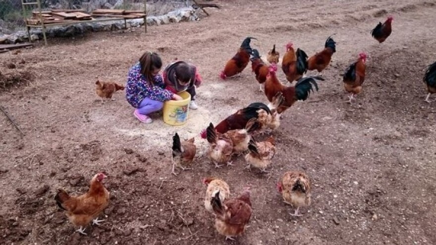 Cijene stoke, peradi, sjemena i žitarica u padu!