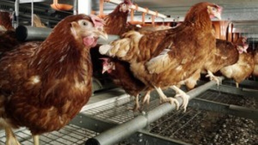 U godini dana lokot na vratima 29 farmi nesilica