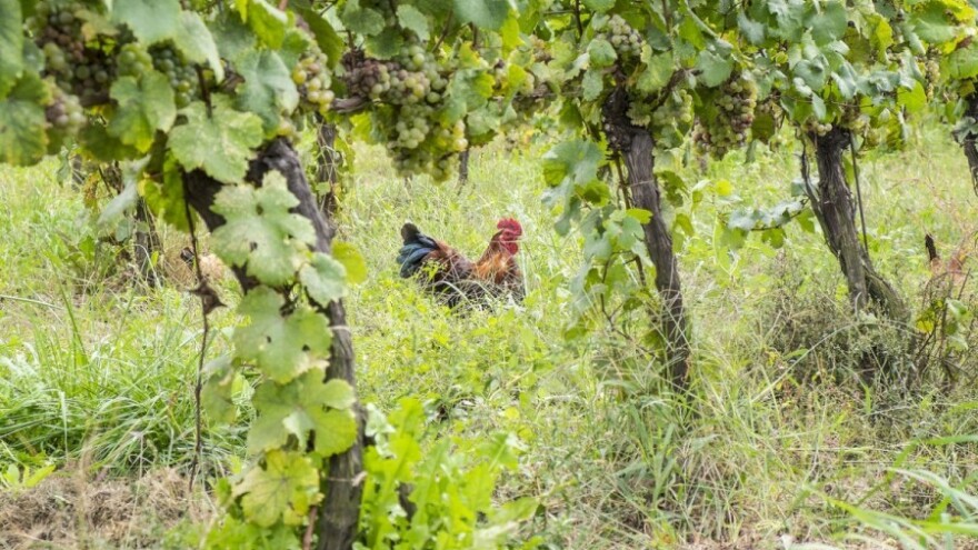 Sretne koke umjesto herbicida?