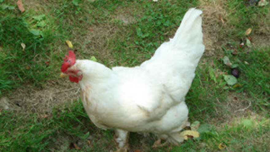 Pravila EU-a kod izvoza stoke