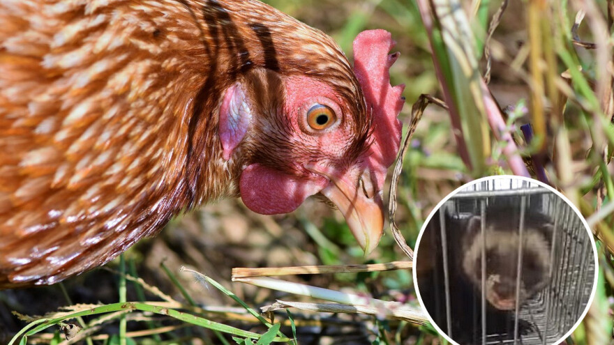 I džudžanima crna zima - dva uhvaćena u selu Ripci