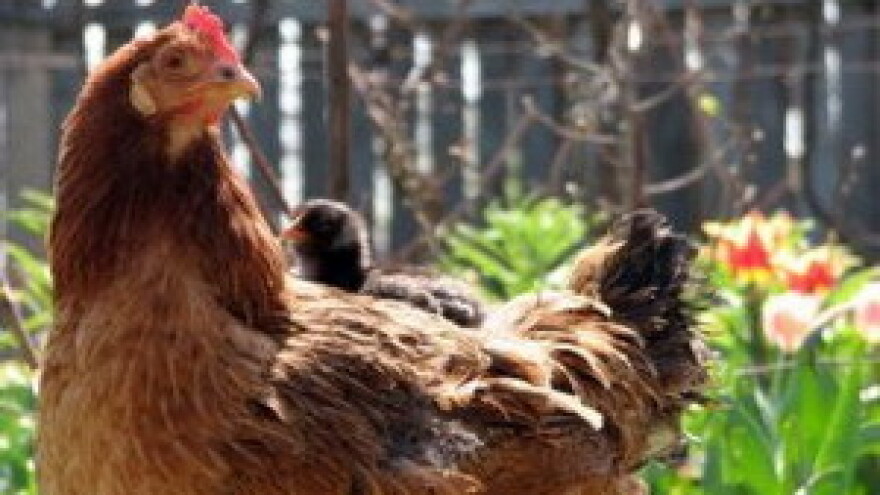 Sretne koke Europske unije