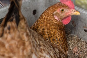 Kokoši kao farmaceutske tvornice - daju lijek protiv raka