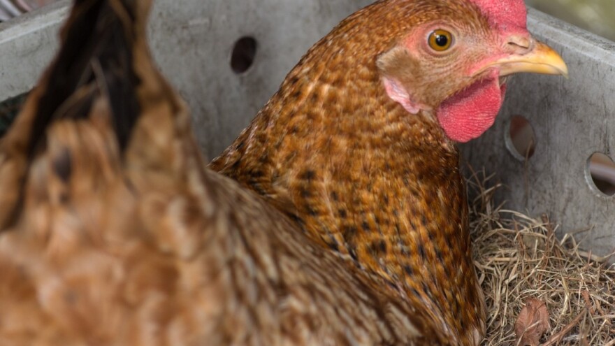 Kokoške kao farmaceutske fabrike - daju lek protiv raka