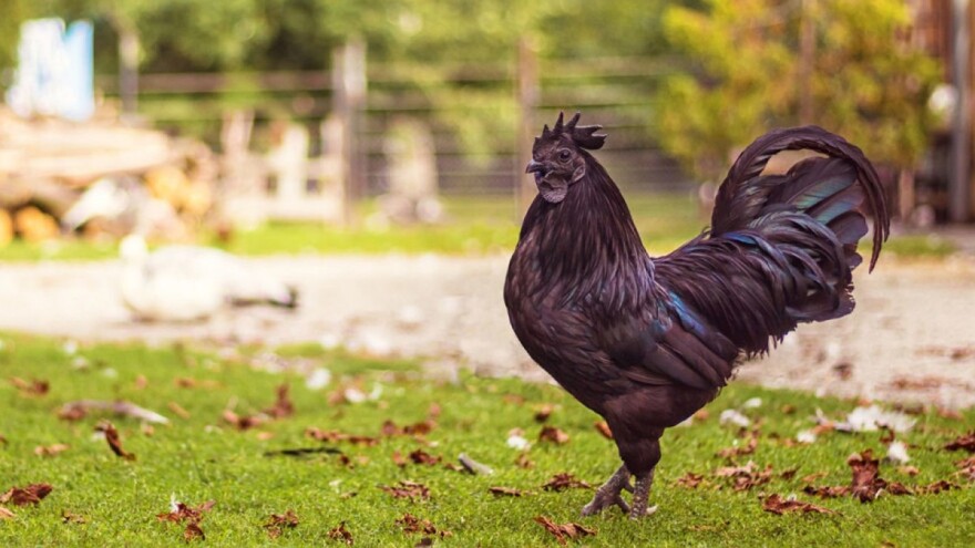 Crna kokoš: Jedna od najskupljih domaćih životinja na svijetu