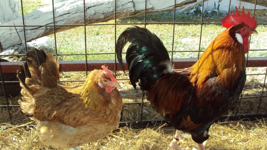 Autohtone pasmine peradi - kokoš hrvatica i zagorski puran, kakvo je stanje njihova uzgoja?