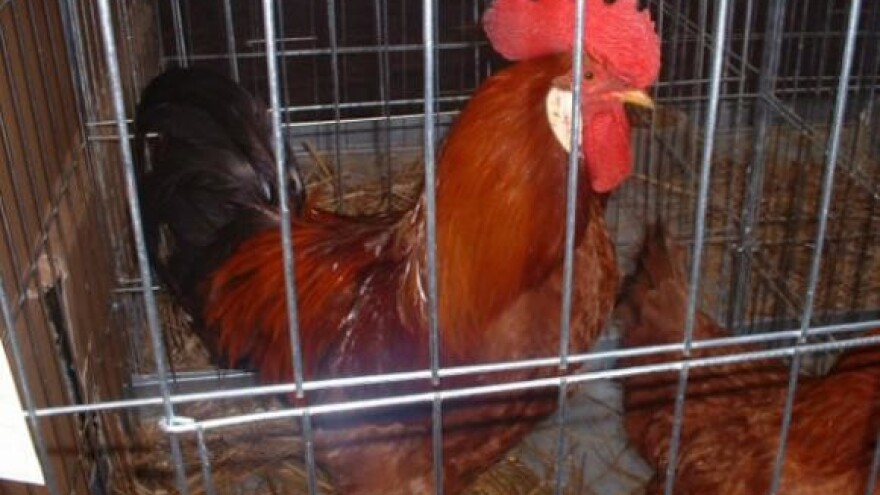 Očuvanje izvornih i zaštićenih domaćih pasmina