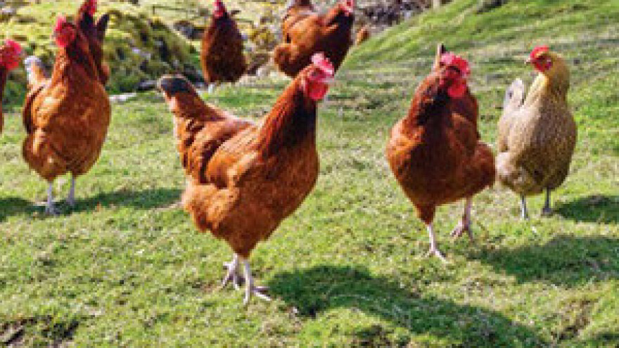 Prstenovanje prvih kokoši hrvatica u Bjelovarsko-bilogorskoj županiji