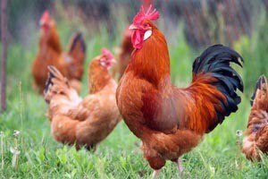 Predstavljanje Zelene knjige izvornih pasmina Hrvatske