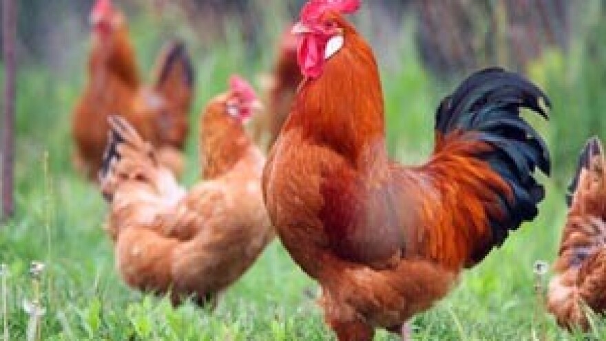 Predstavljanje Zelene knjige izvornih pasmina Hrvatske