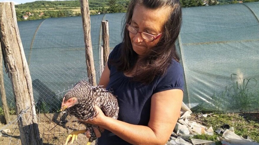 Unosan uzgoj kokošaka: Pileće meso i jaja traženi preko čitave godine