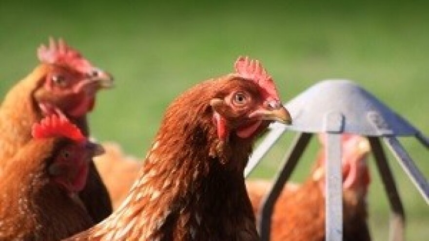 Braniteljske zadruge najaktivnije u poljoprivredi