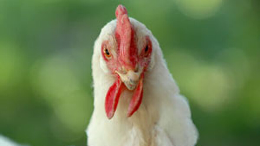 Započela proizvodnja Podravkine paštete u SAD-u