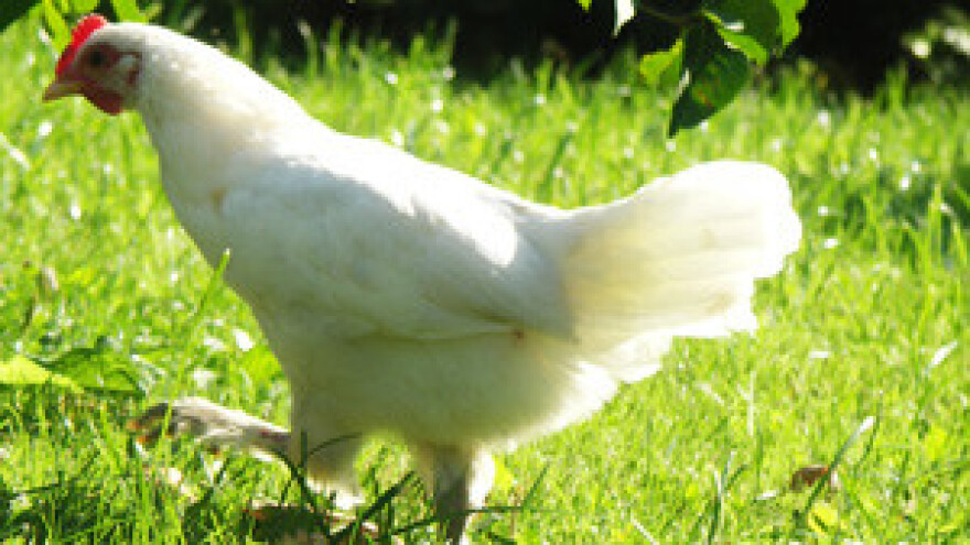 Hrvatska piletina u Arapskim Emiratima