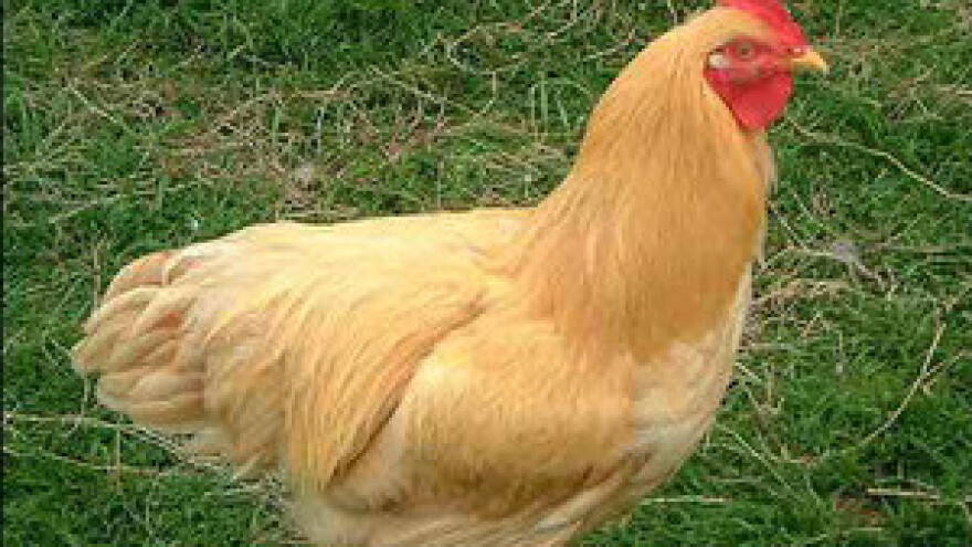 Kokošjim izmetom do zarade i struje