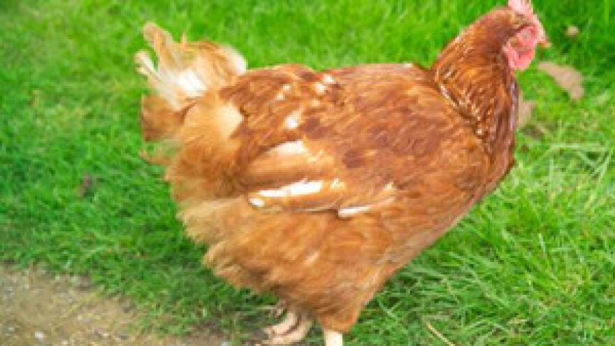 Povećanje peradarske proizvodnje i potrošnje