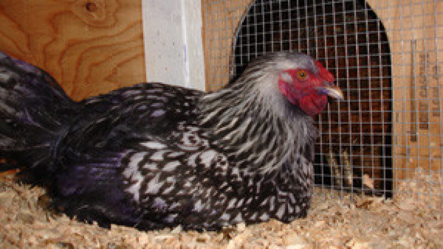 Insectosec®  - saveznik u borbi protiv crvenih grinja i ostalih parazita