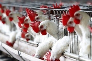 Sustavi držanja nesilica za proizvodnju konzumnih jaja