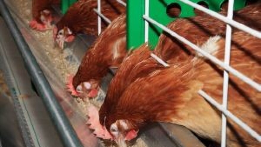 Prijeti nam nestašica jaja uslijed novih pravila?