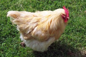 Značenje cinka za otpornost peradi