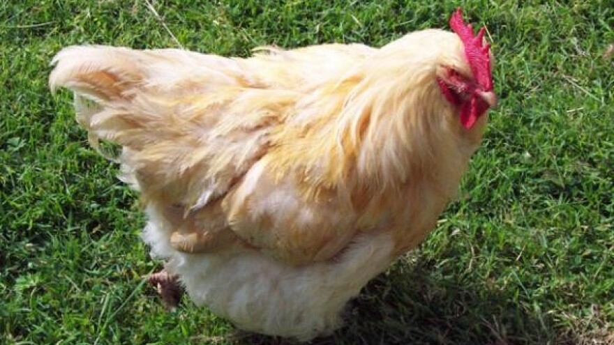 Značenje cinka za otpornost peradi