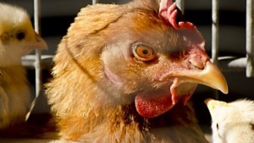 Šangaj zatvara tržnice žive peradi zbog ptičje gripe