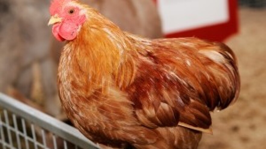 Novi virus ptičje gripe jedan je od najsmrtonosnijih dosad