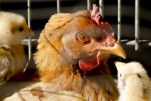 Katarska državna tvrtka želi investirati u hrvatske farme