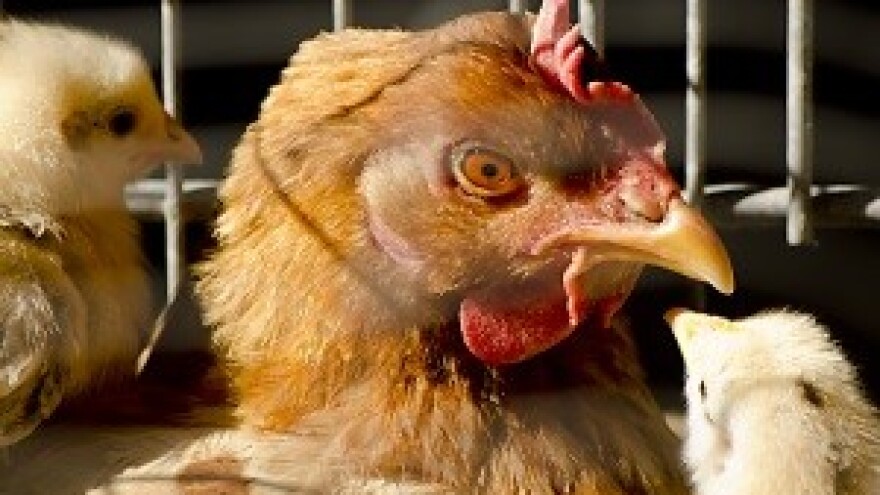 Katarska državna tvrtka želi investirati u hrvatske farme