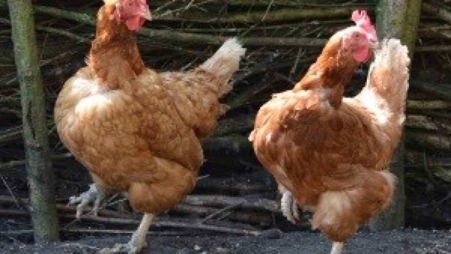 U Kini zabilježen prijenos ptičje gripe s čovjeka na čovjeka