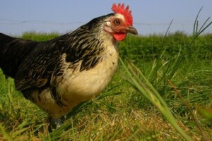 Radnici Poljoprerade odgovorni za gladne koke?