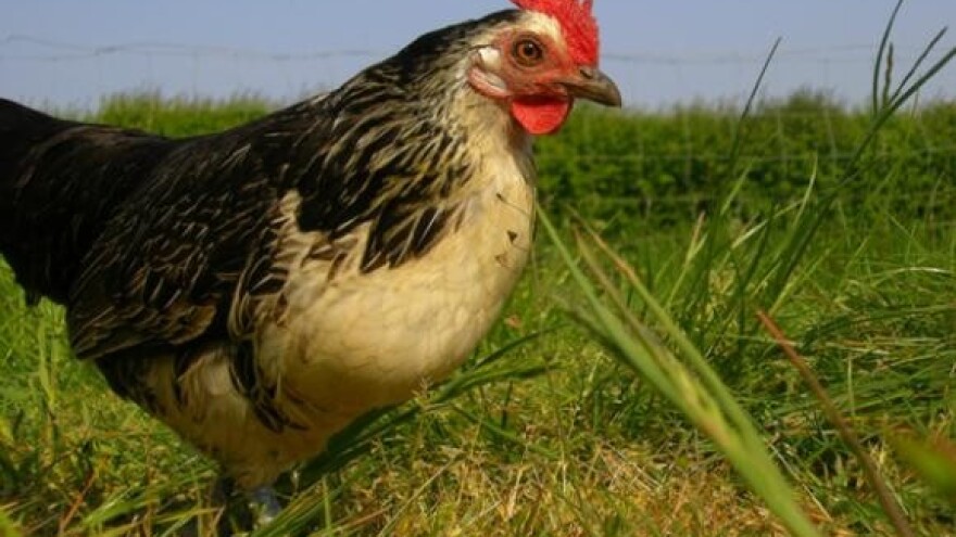 Radnici Poljoprerade odgovorni za gladne koke?