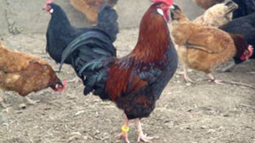 Osnovana Udruga koka hrvatica